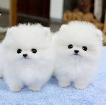 Pomerania 2