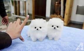 Pomerania 1